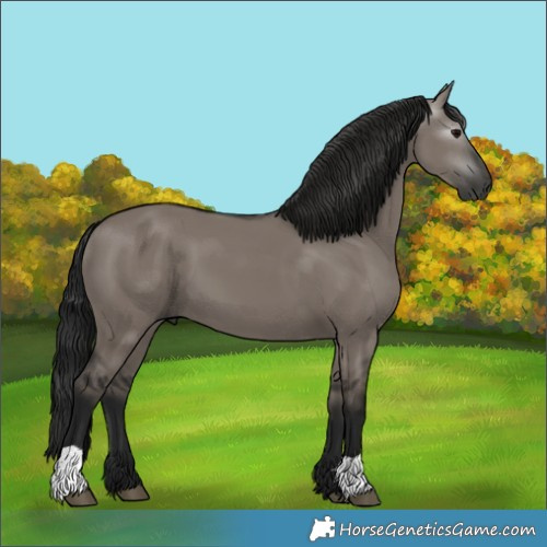 Horse Color:Gray Grullo 