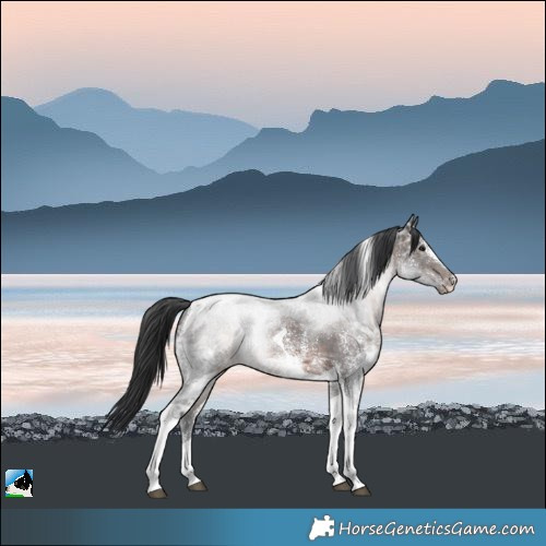 Horse Color:Brown Ice Sabino Tobiano Rabicano