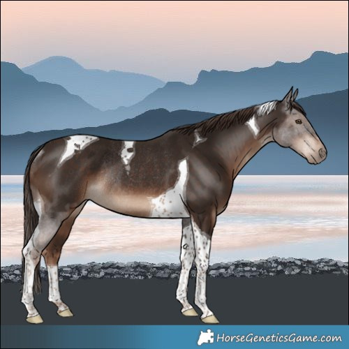 Horse Color:Liver Chestnut Tobiano Rabicano
