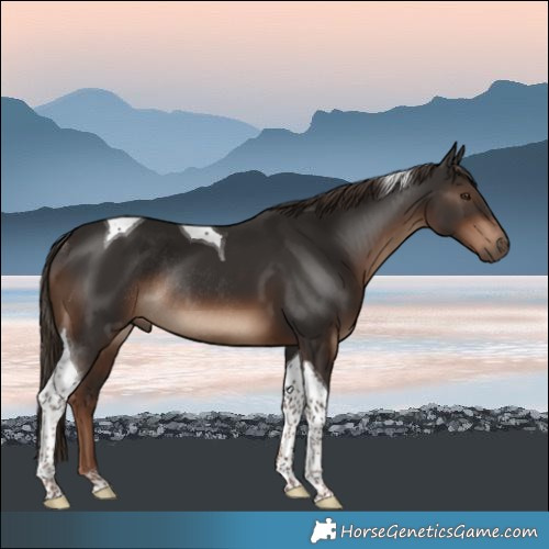 Horse Color:Liver Chestnut Tobiano Rabicano