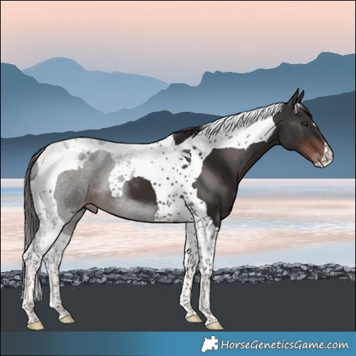 Horse Color:Liver Chestnut Tobiano