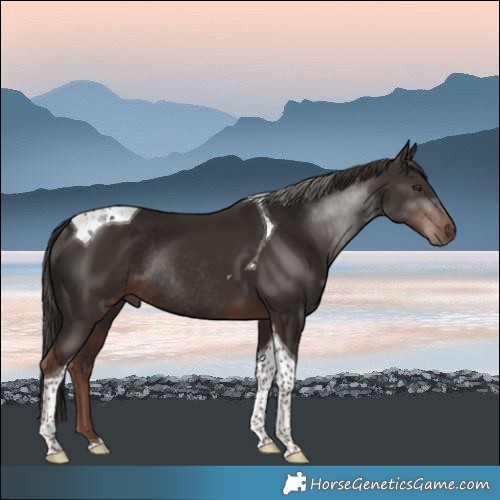 Horse Color:Liver Chestnut Tobiano Rabicano