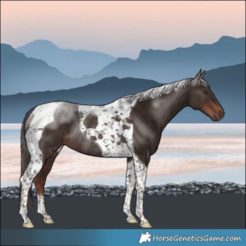Horse Color:Liver Chestnut Tobiano Rabicano