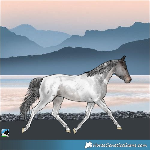 Horse Color:White Spotted Brown Tobiano