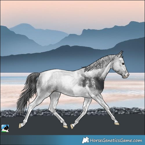 Horse Color:Powder White Black Tobiano