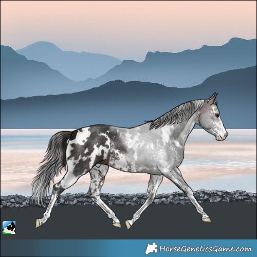 Horse Color:White Spotted Brown Ice Sabino