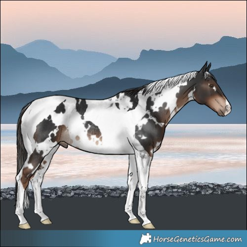 Horse Color:White Spotted Liver Chestnut Tobiano Rabicano 