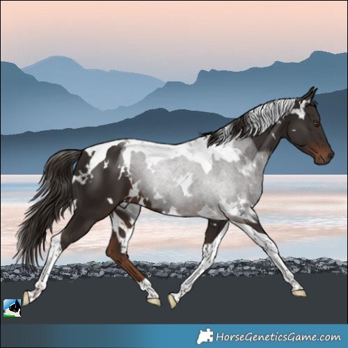 Horse Color:White Spotted Liver Chestnut Tobiano 