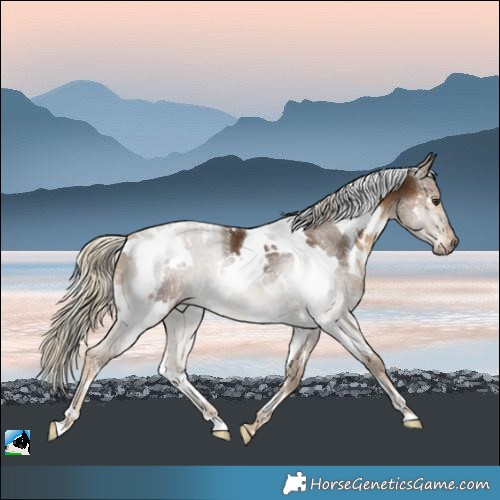 Horse Color:White Spotted Chocolate Palomino
