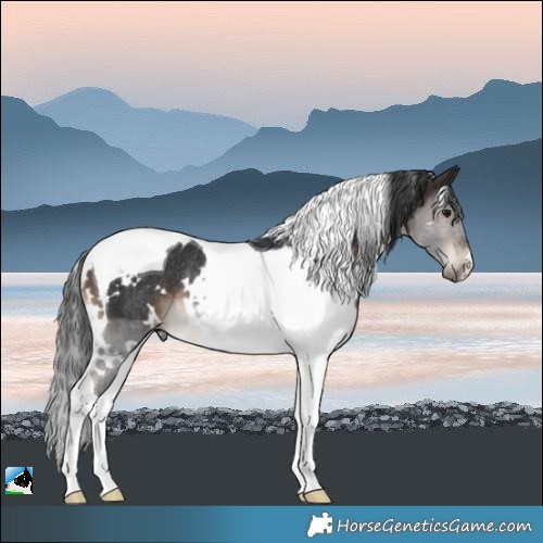 Horse Color:White Spotted Brown Tobiano Rabicano