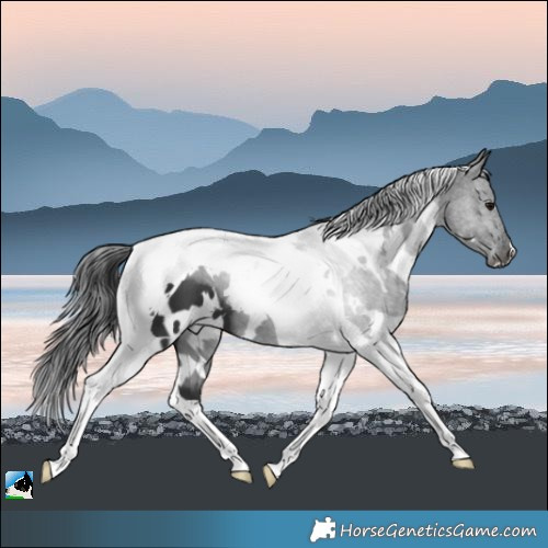 Horse Color:White Spotted Black Tobiano 