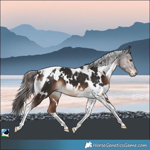 Horse Color:White Spotted Liver Chestnut Tobiano