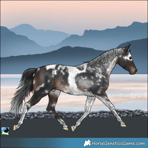 Horse Color:White Spotted Brown Tobiano Rabicano 