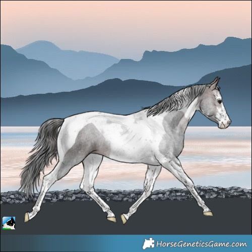 Horse Color:White Spotted Brown Tobiano Rabicano