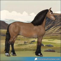 Horse Color:Gray Bay Dun 