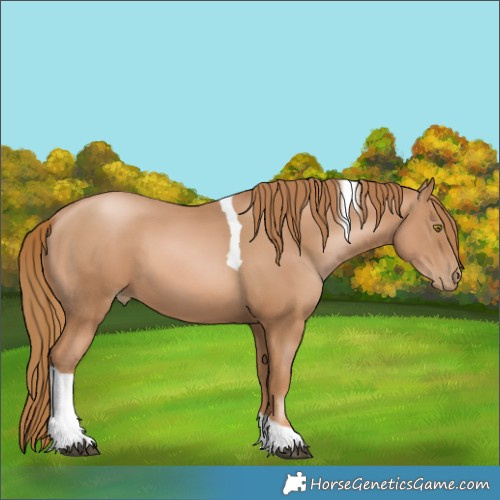 Horse Color:Chestnut Pearl Tobiano