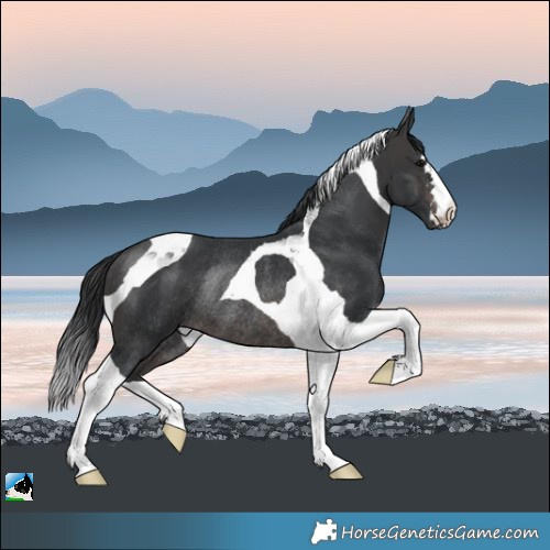 Horse Color:Platinum Brown Tobiano Rabicano