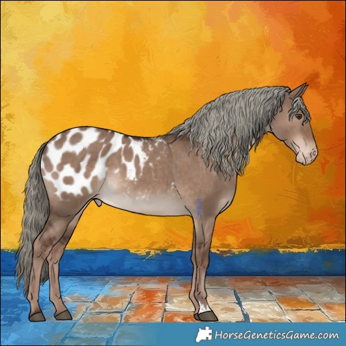 Horse Color:Liver Red Dun Mushroom Appaloosa Rabicano 