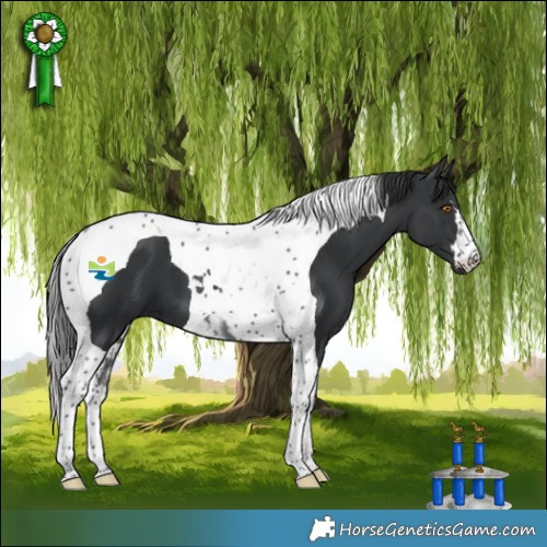 Horse Color:Black Tobiano 