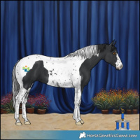 Horse Color:Black Tobiano