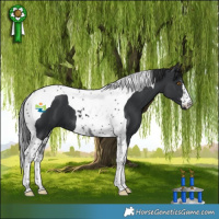 Horse Color:Black Tobiano 