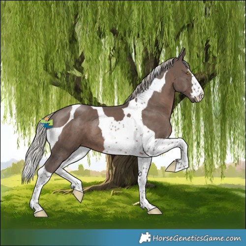 Horse Color:Silver Black Tobiano 