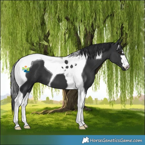 Horse Color:Black Tobiano