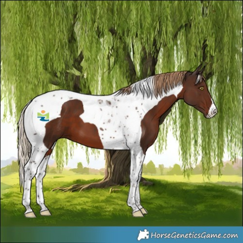 Horse Color:Liver Chestnut Tobiano