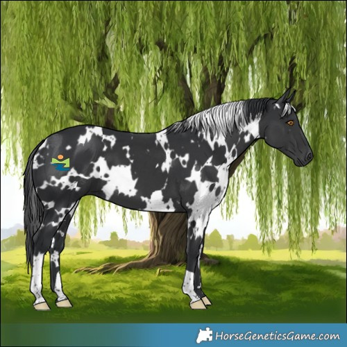 Horse Color:White Spotted Black