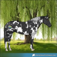 Horse Color:White Spotted Black