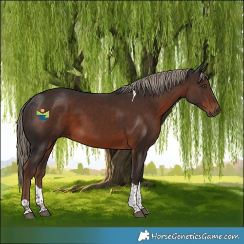 Horse Color:Liver Chestnut Tobiano