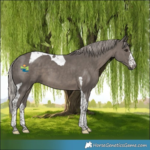 Horse Color:Silver Black Tobiano