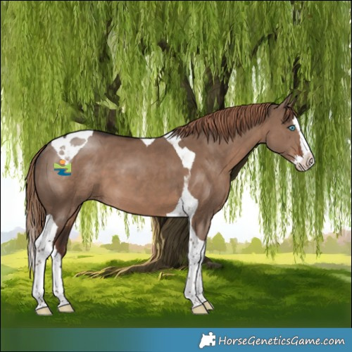 Horse Color:Liver Red Dun Splash Tobiano