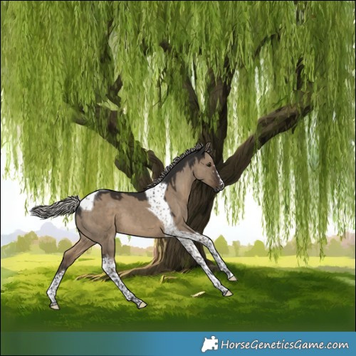 Horse Color:Gray Silver Grullo Tobiano 
