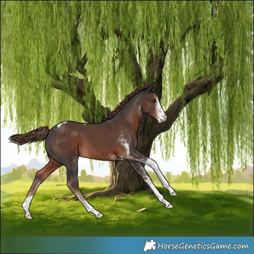 Horse Color:White Spotted Liver Chestnut Tobiano 