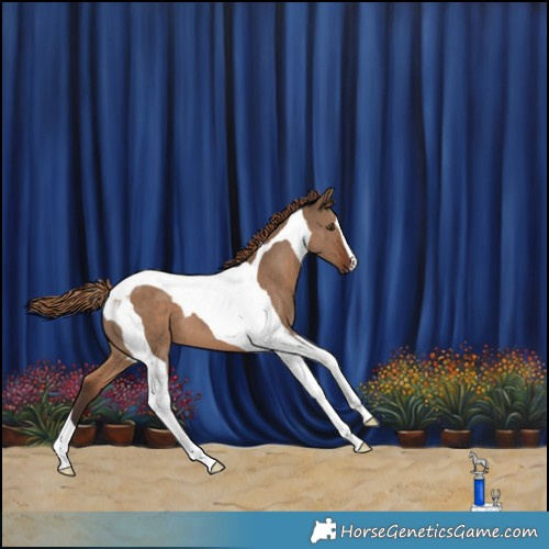 Horse Color:Liver Red Dun Tobiano 