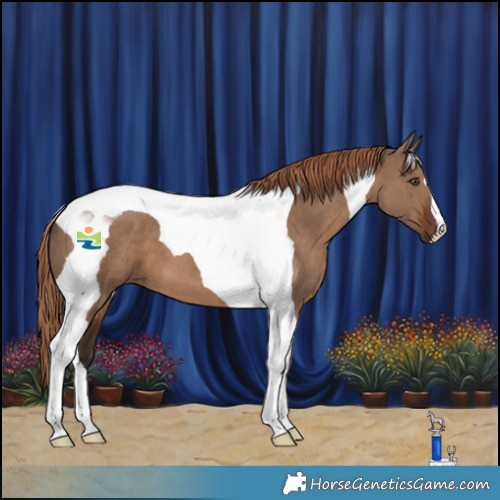 Horse Color:Liver Red Dun Tobiano