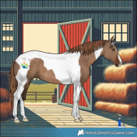 Horse Color:Liver Red Dun Tobiano 