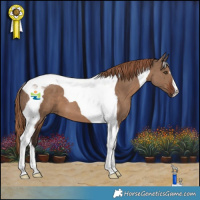 Horse Color:Liver Red Dun Tobiano