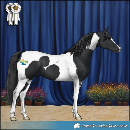 Horse Color:Black Tobiano