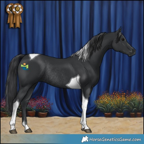 Horse Color:Black Tobiano Rabicano