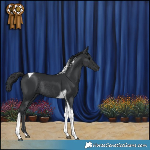 Horse Color:Black Tobiano Rabicano 