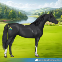Horse Color:Black Tobiano Rabicano 