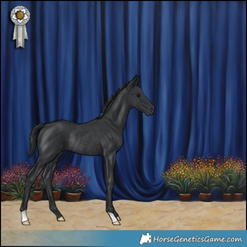 Horse Color:Black Rabicano 