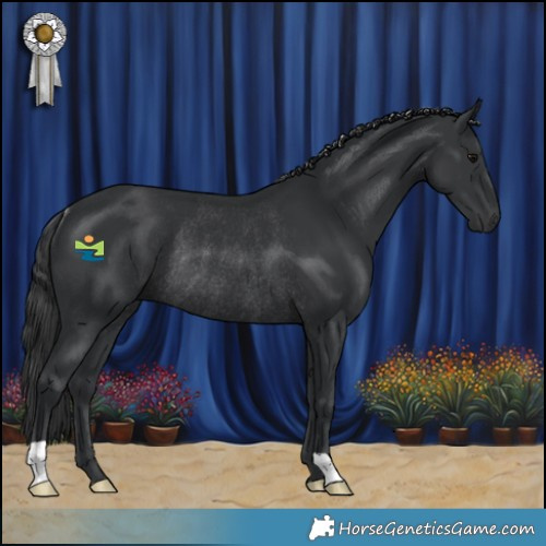Horse Color:Black Rabicano