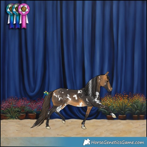 Horse Color:White Spotted Buckskin 