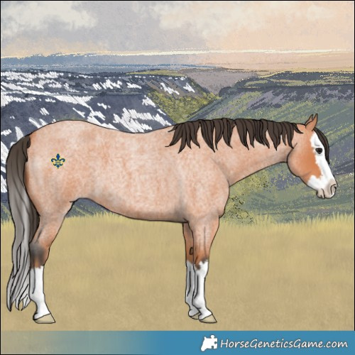 Horse Color:Bay Roan Splash 