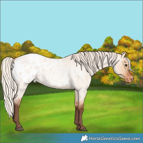 Horse Color:Silver Bay Roan Dun Appaloosa 