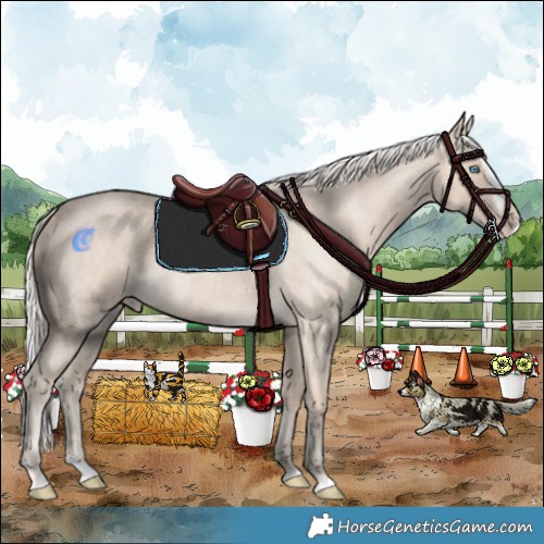 Horse Color:Cremello Roan Splash 
