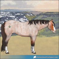 Horse Color:Bay Roan Splash 